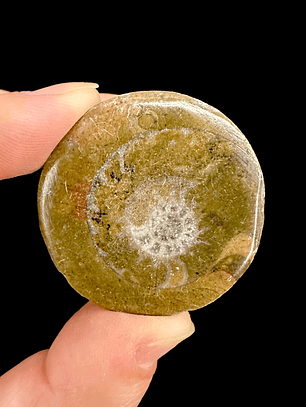 Fósil de Goniatite #1