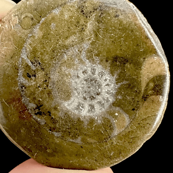 Fósil de Goniatite #1 3