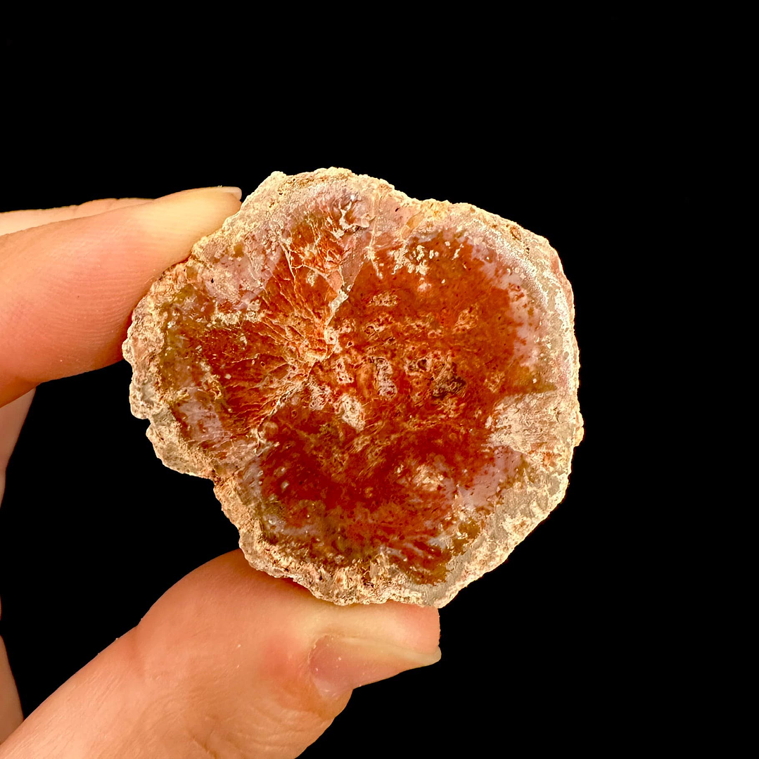 Fósil de Madera #4 1