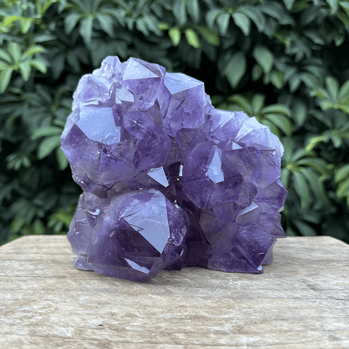 Capilla Amatista #31 1