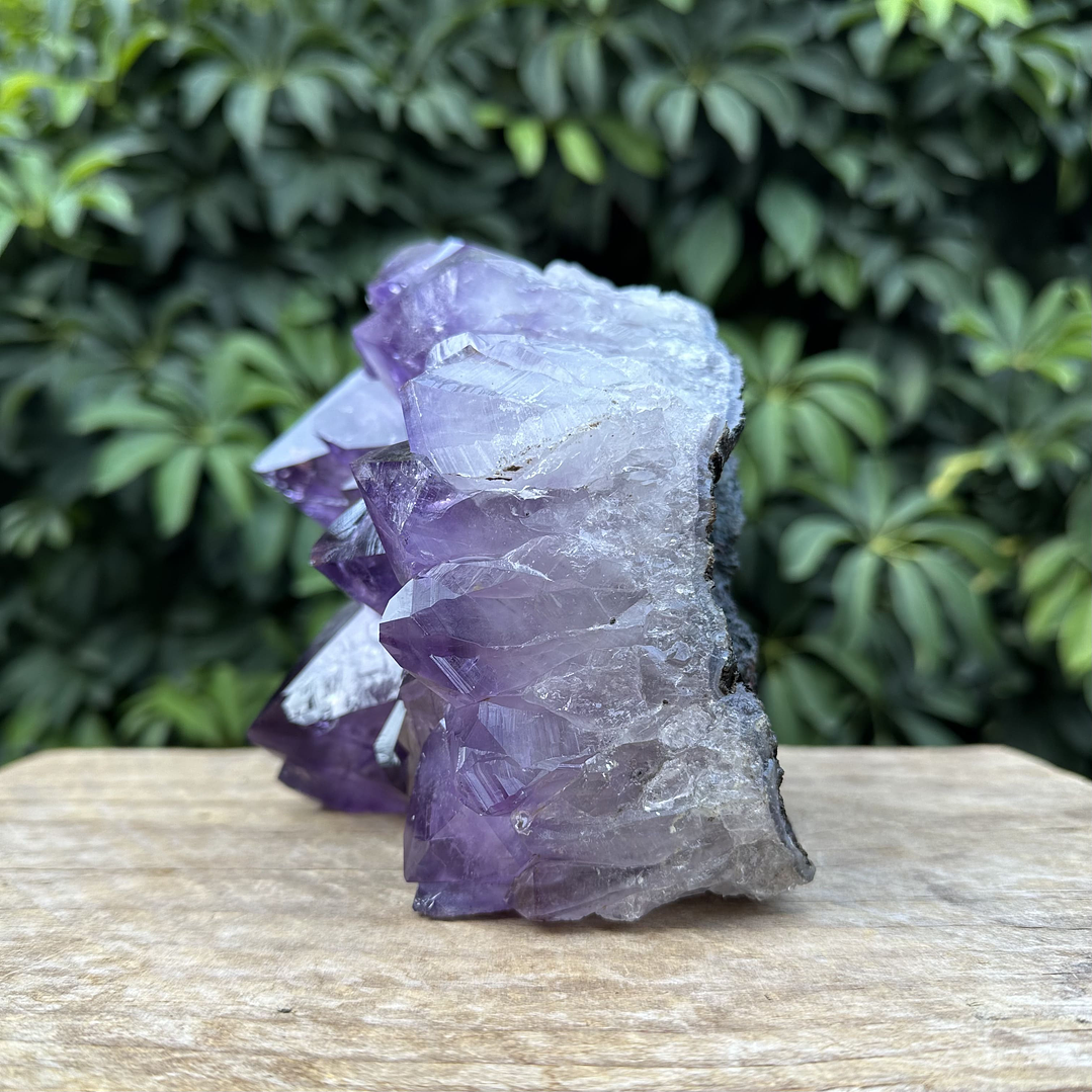 Capilla Amatista #31 4