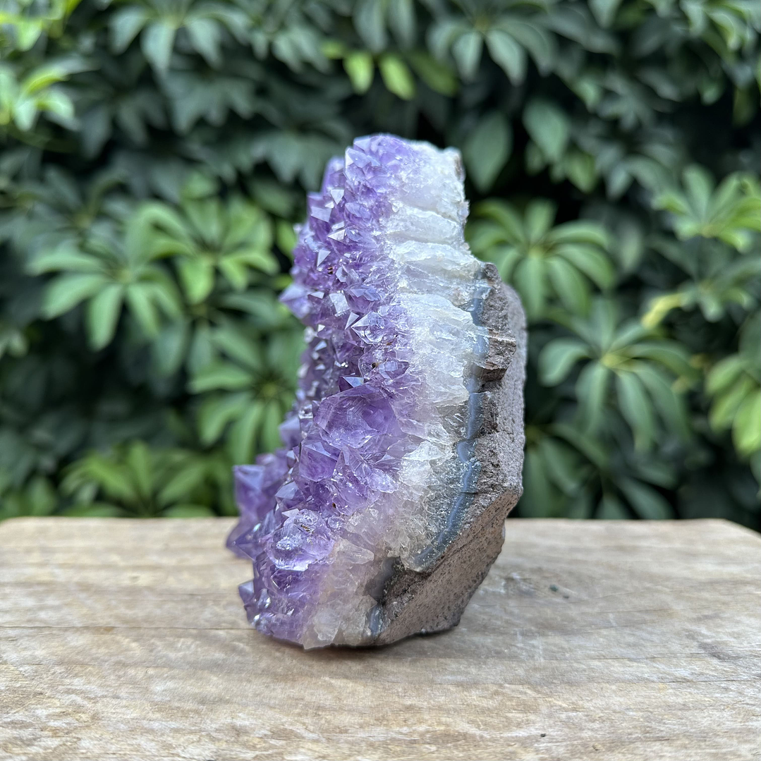 Capilla Amatista #32 3