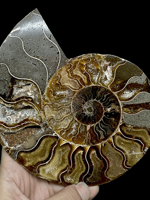 Fósil de Ammonite XL #10