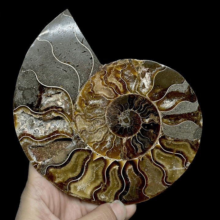 Fósil de Ammonite XL #10 1