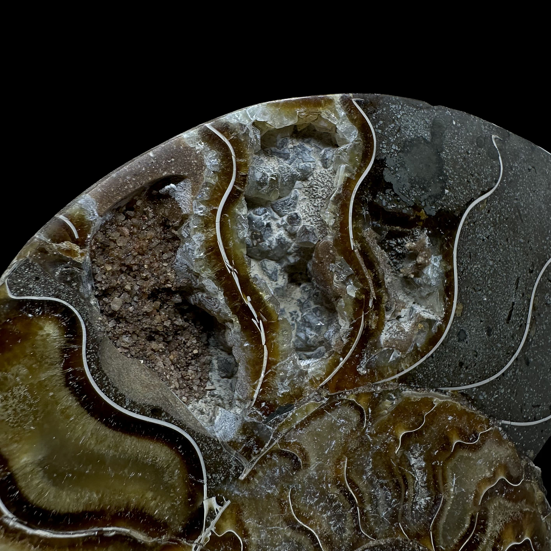 Fósil de Ammonite XL #10 2