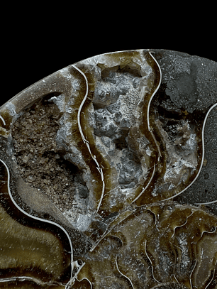 Fósil de Ammonite XL #10