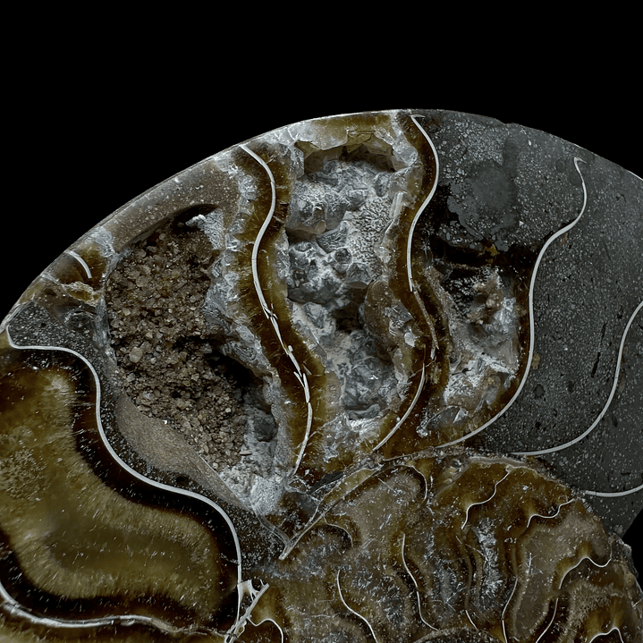 Fósil de Ammonite XL #10 2