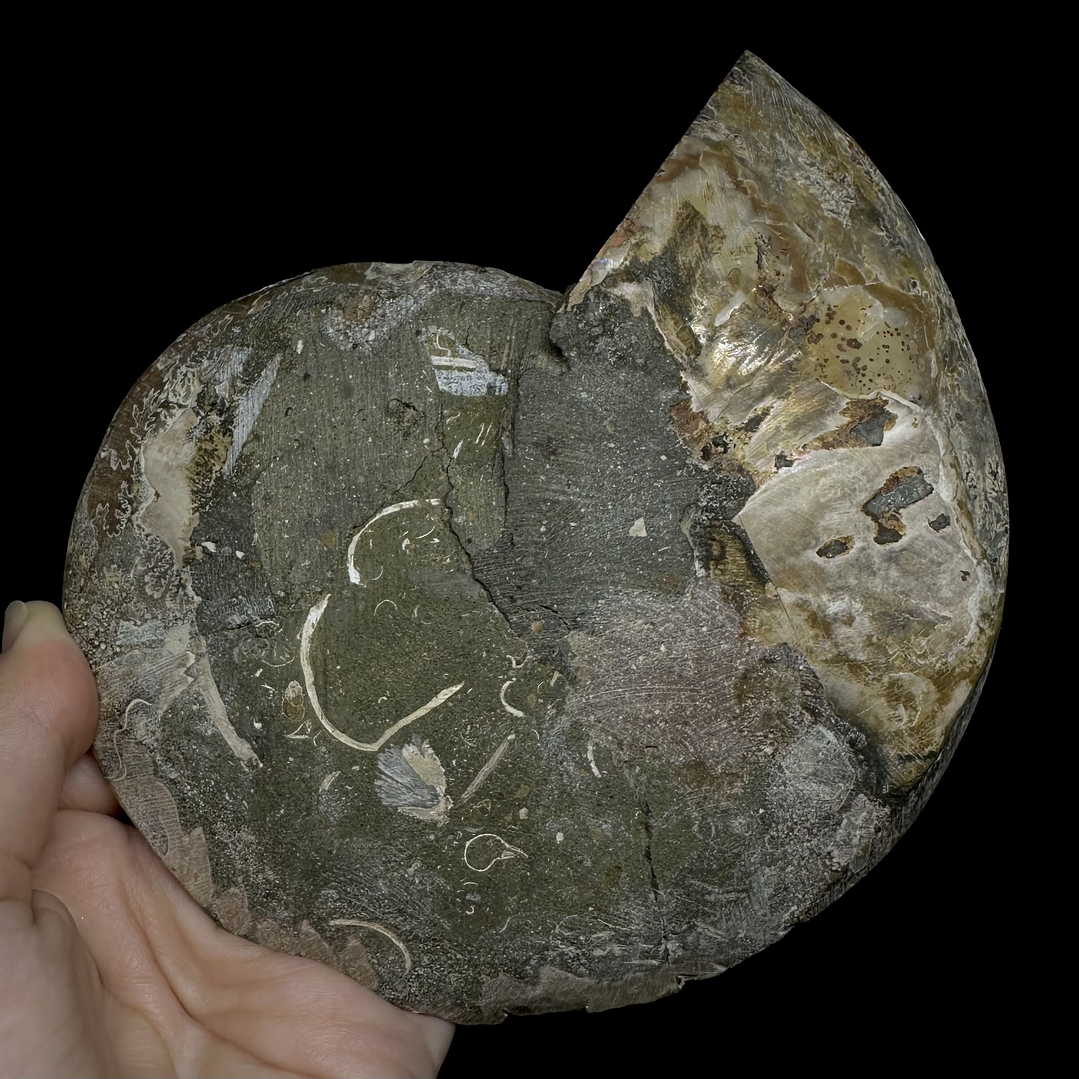 Fósil de Ammonite XL #10 3