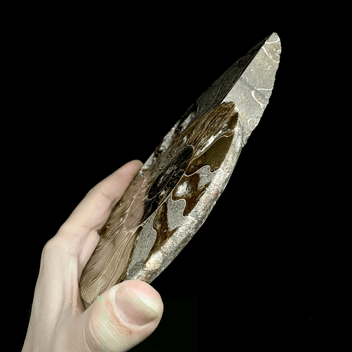 Fósil de Ammonite XL #10 4