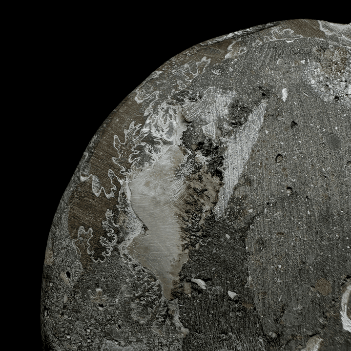 Fósil de Ammonite XL #10 5