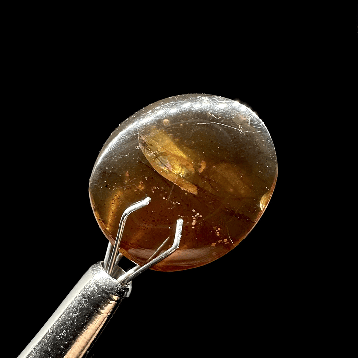 Ámbar con insecto #25 4