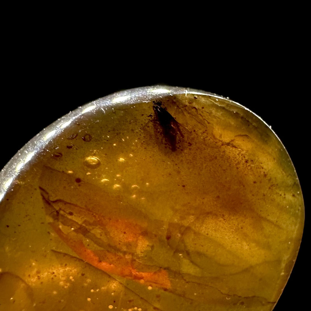 Ámbar con insecto #25 2