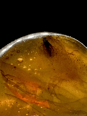 Ámbar con insecto #25