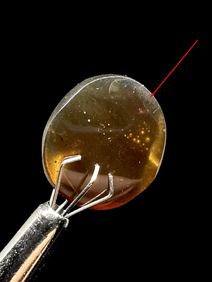 Ámbar con insecto #25