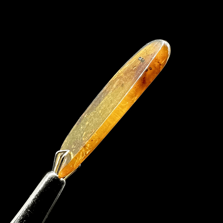 Ámbar con insecto #26 6