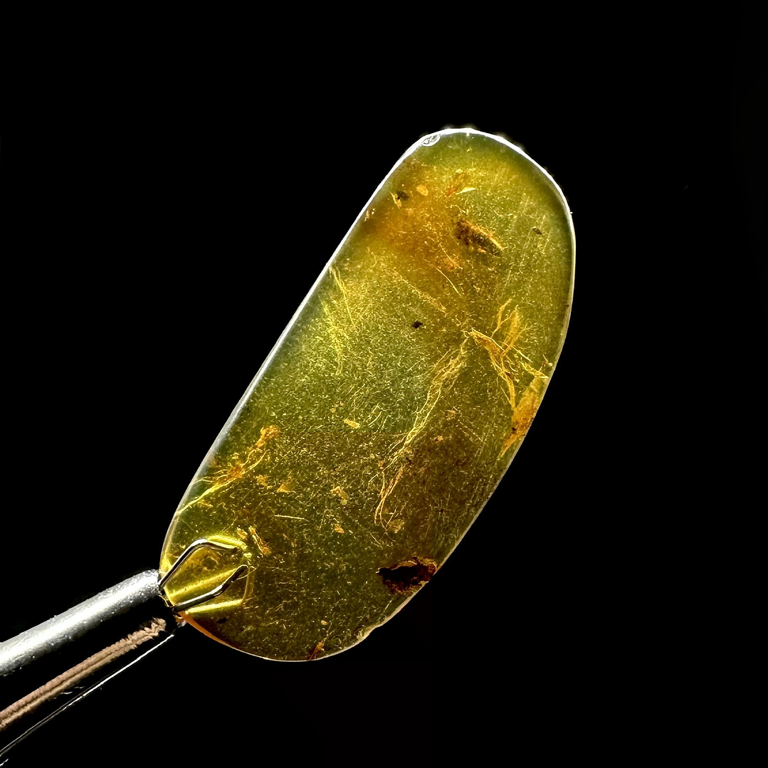 Ámbar con insecto #26 5