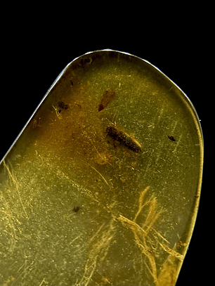 Ámbar con insecto #26