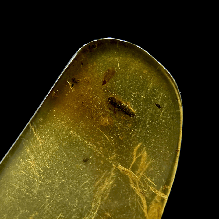 Ámbar con insecto #26 2