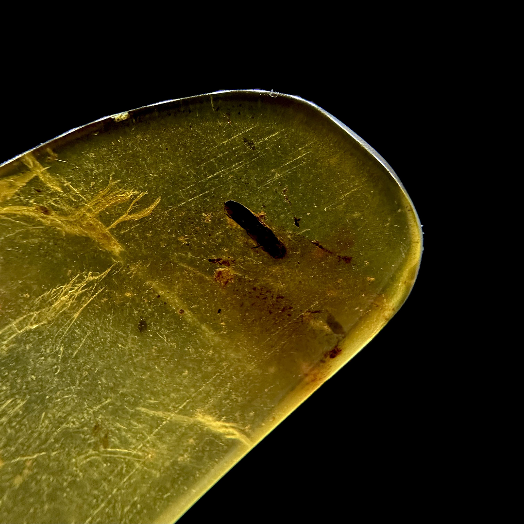 Ámbar con insecto #26 3