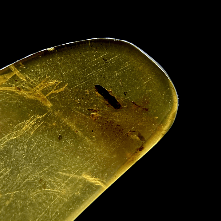 Ámbar con insecto #26 3