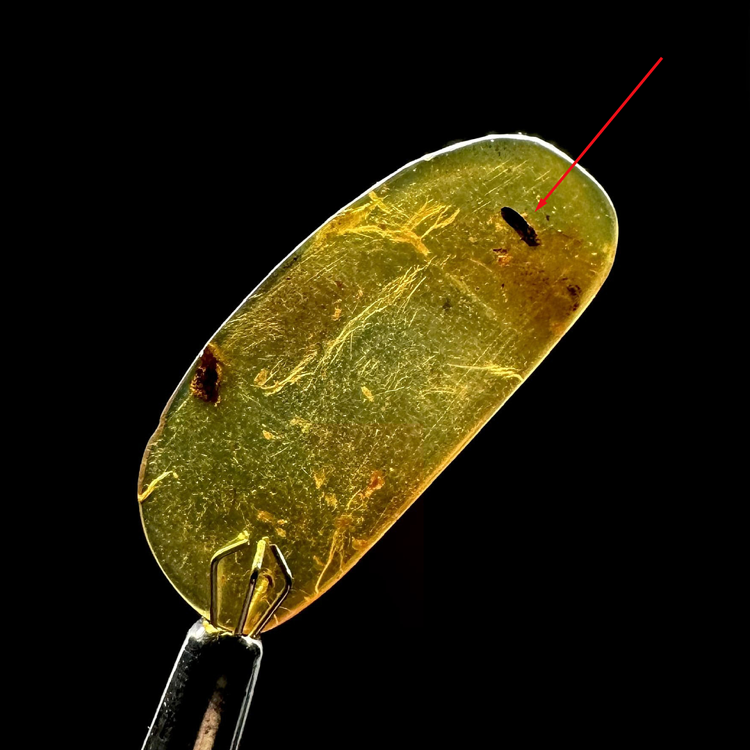 Ámbar con insecto #26 1