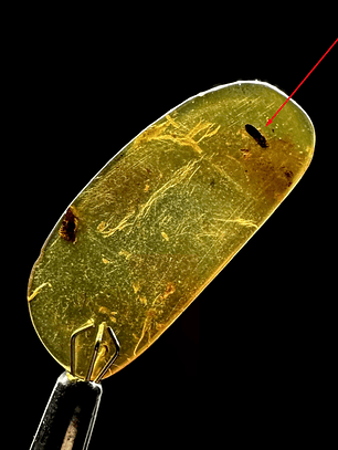 Ámbar con insecto #26