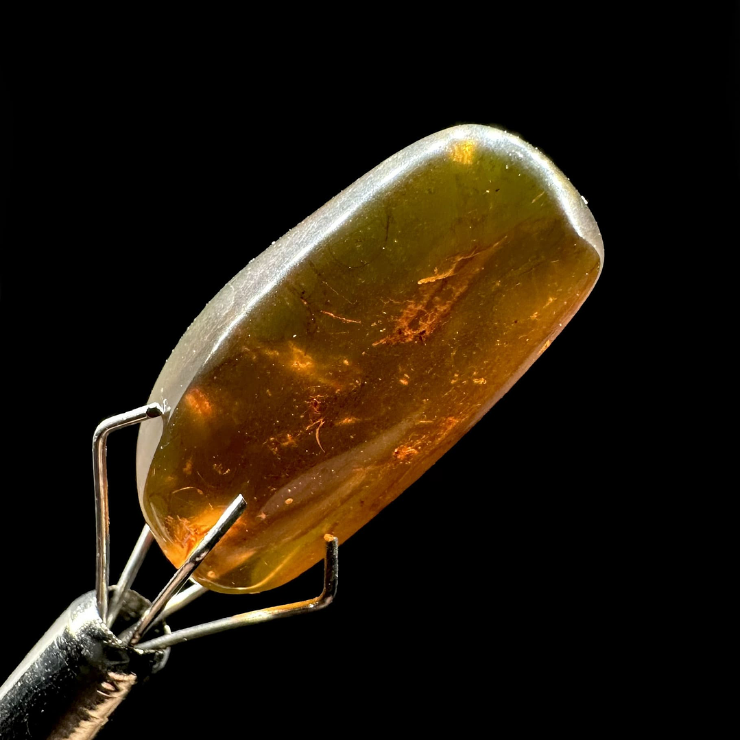 Ámbar con insecto #27 4