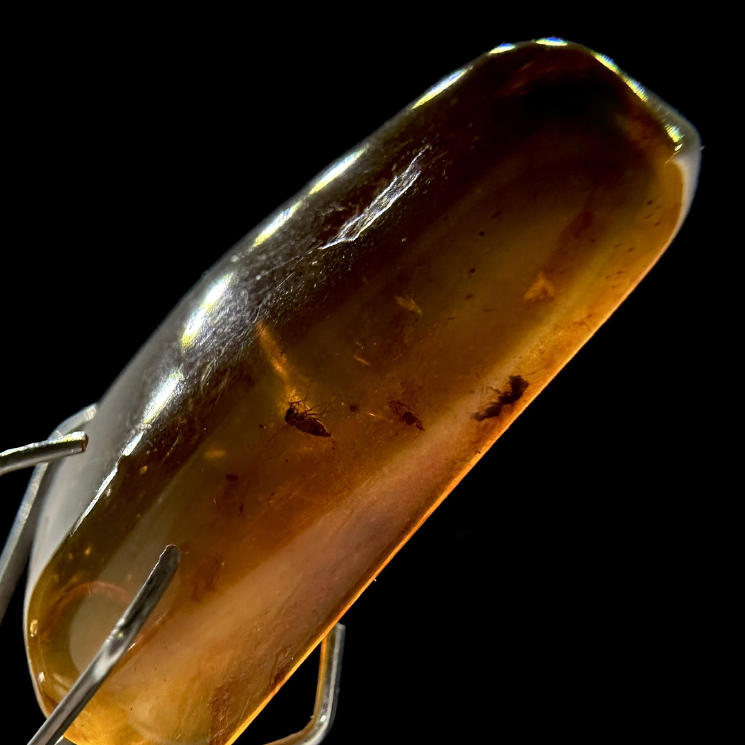 Ámbar con insecto #27 2