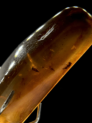 Ámbar con insecto #27