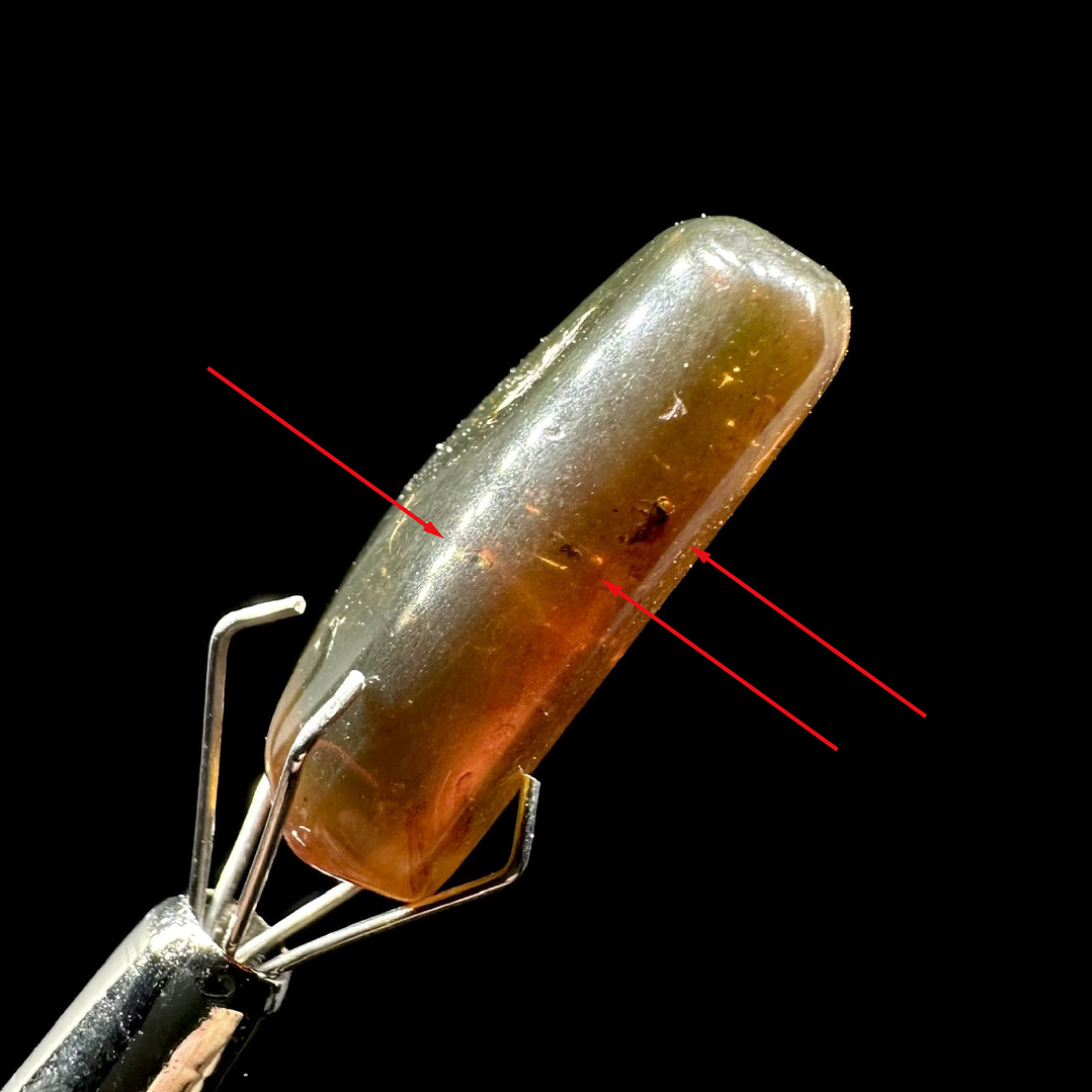 Ámbar con insecto #27 1