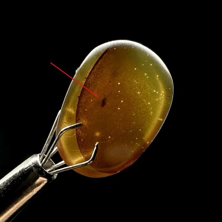 Ámbar con insecto #28 1