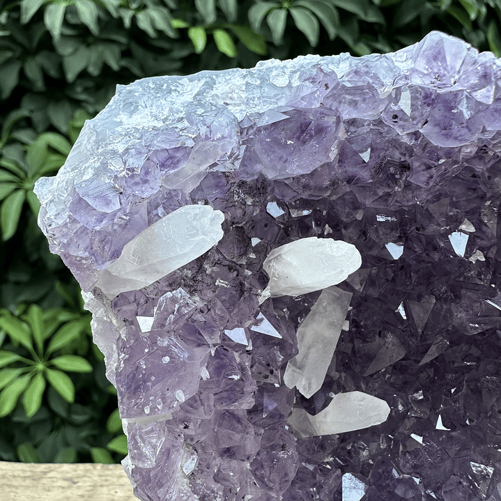 Capilla Amatista #33 2