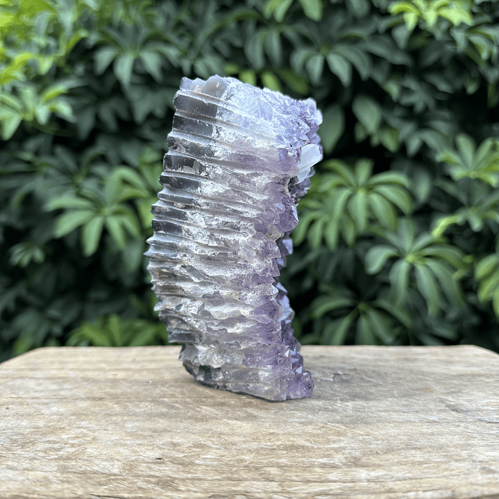 Capilla Amatista #33 5