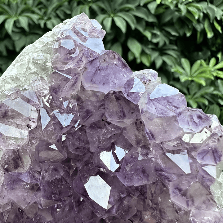 Capilla Amatista #35 3