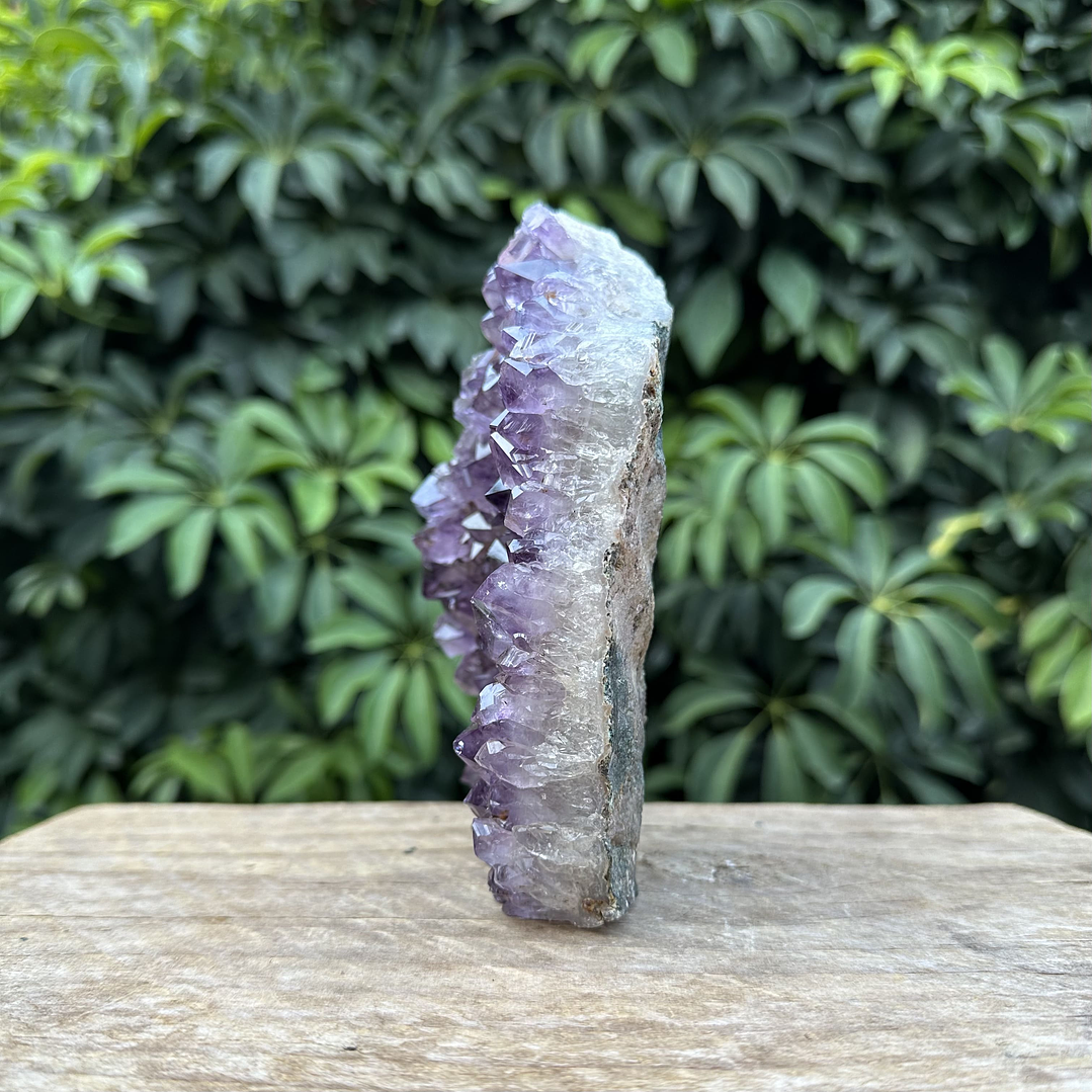 Capilla Amatista #35 5