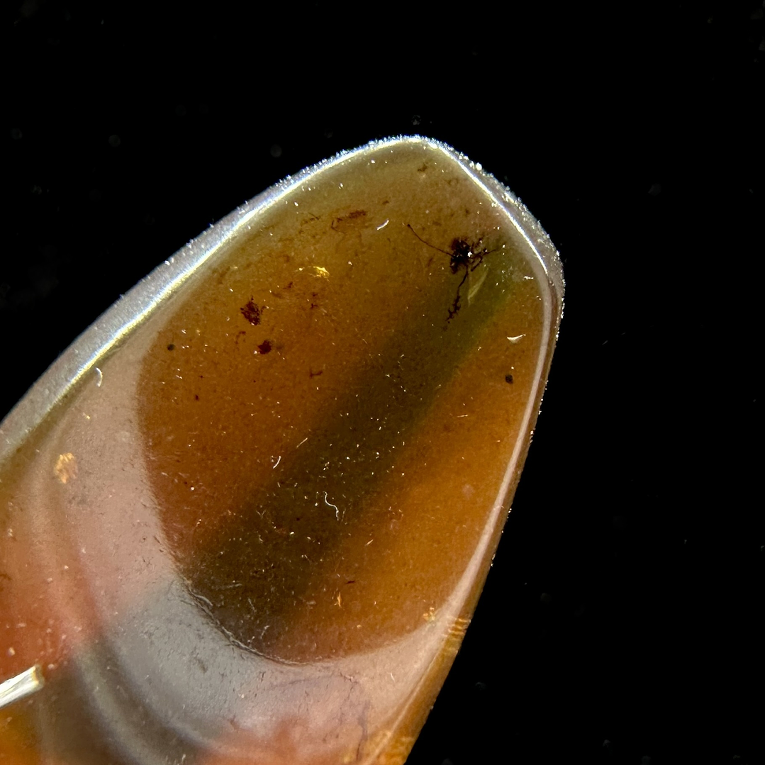 Ámbar con insecto #29 2