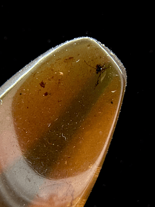 Ámbar con insecto #29