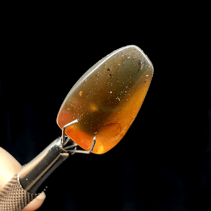 Ámbar con insecto #29 6