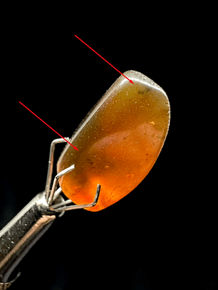 Ámbar con insecto #29