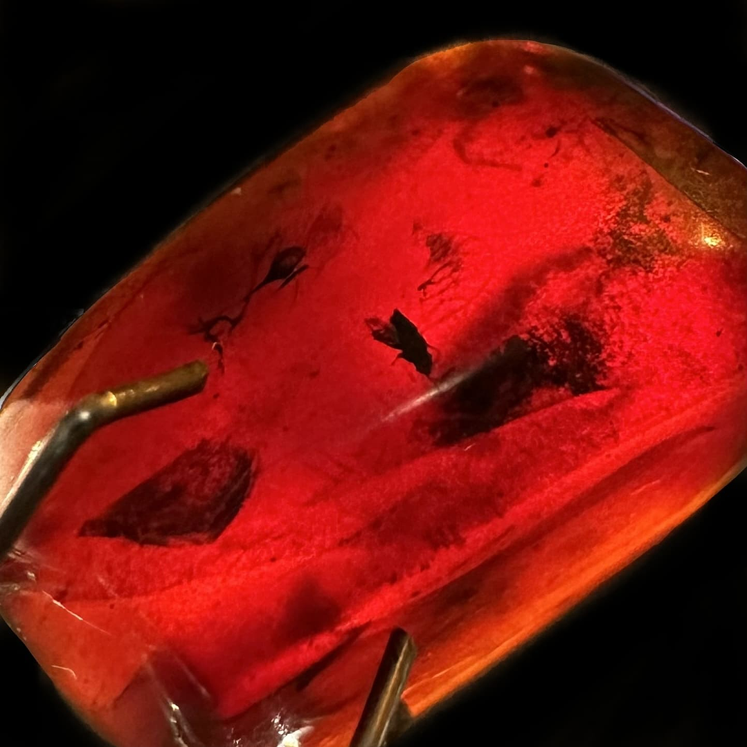 Ámbar con insecto #30 4