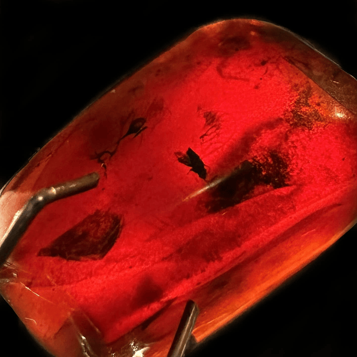 Ámbar con insecto #30 4