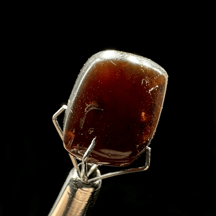 Ámbar con insecto #30 6