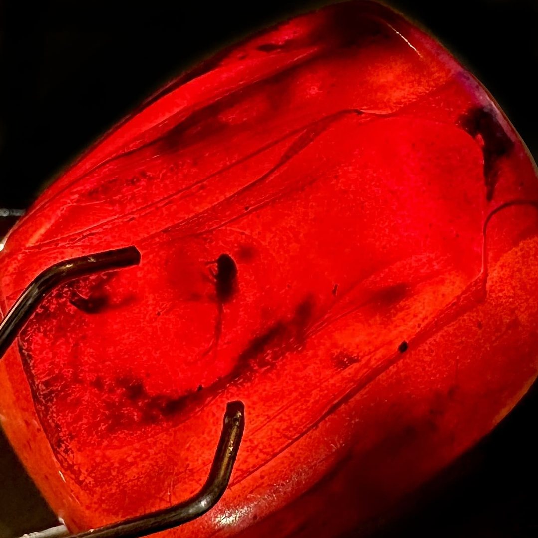 Ámbar con insecto #30 2