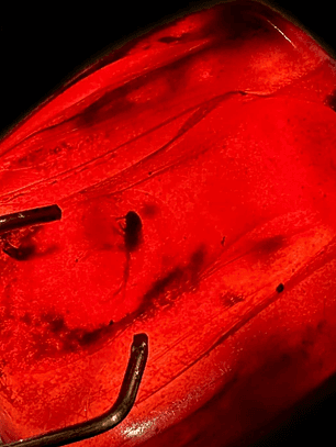 Ámbar con insecto #30