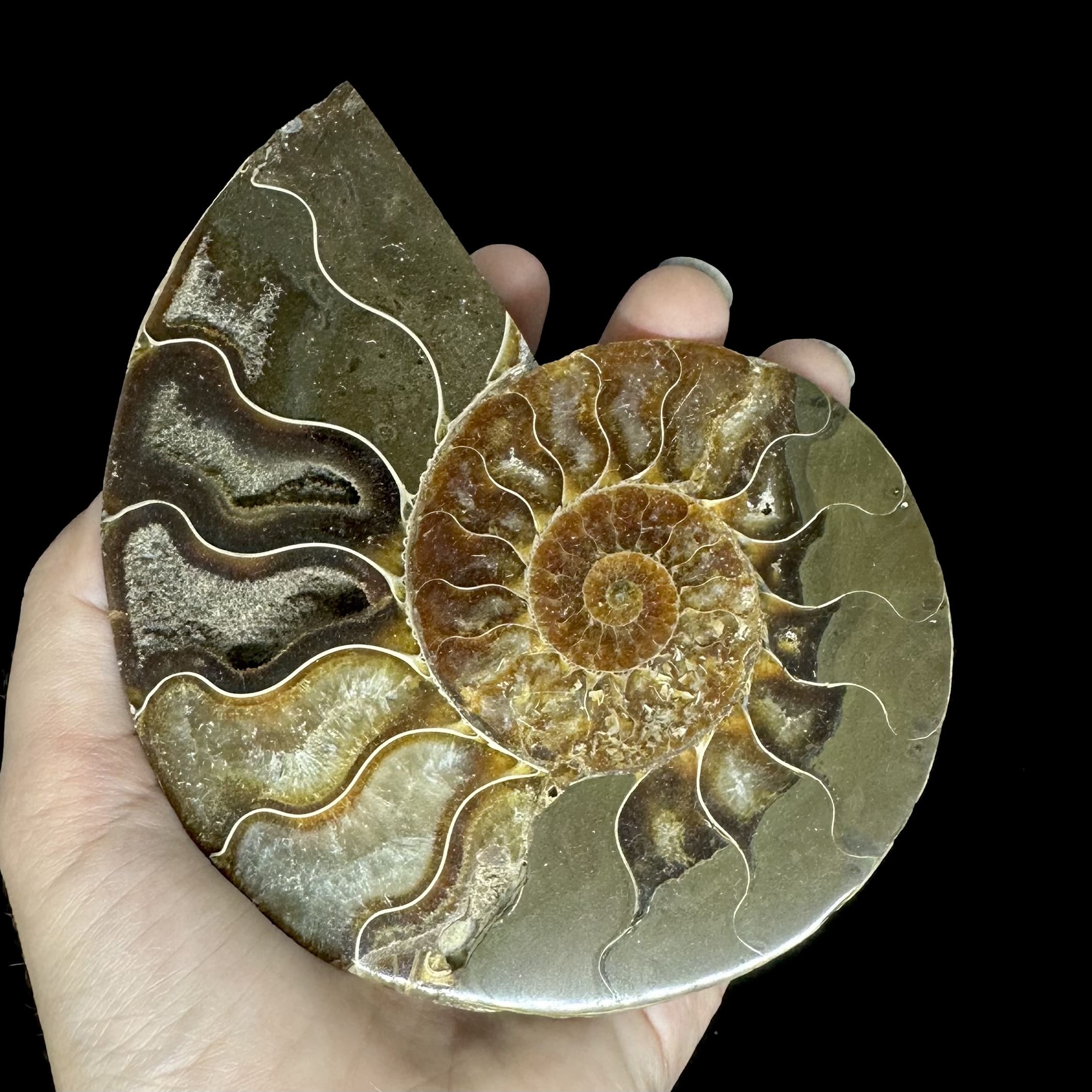 Fósil de Ammonite XL #11