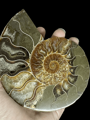 Fósil de Ammonite XL #11