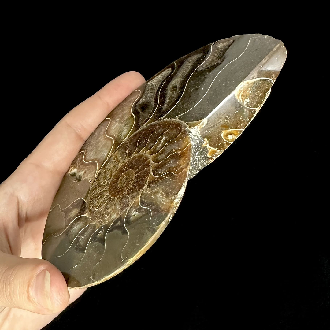 Fósil de Ammonite XL #11 4