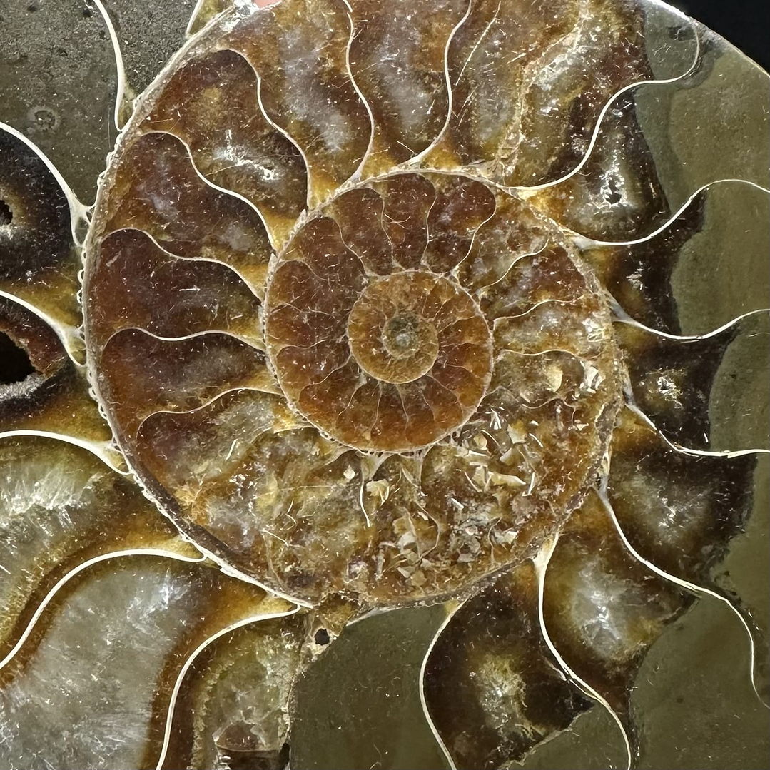 Fósil de Ammonite XL #11 2