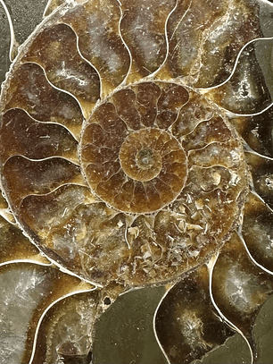 Fósil de Ammonite XL #11