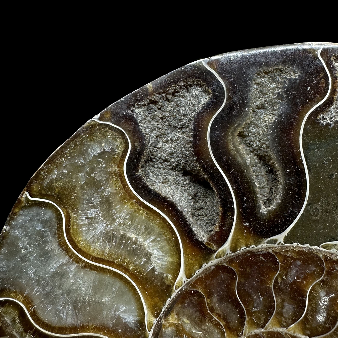 Fósil de Ammonite XL #11 3